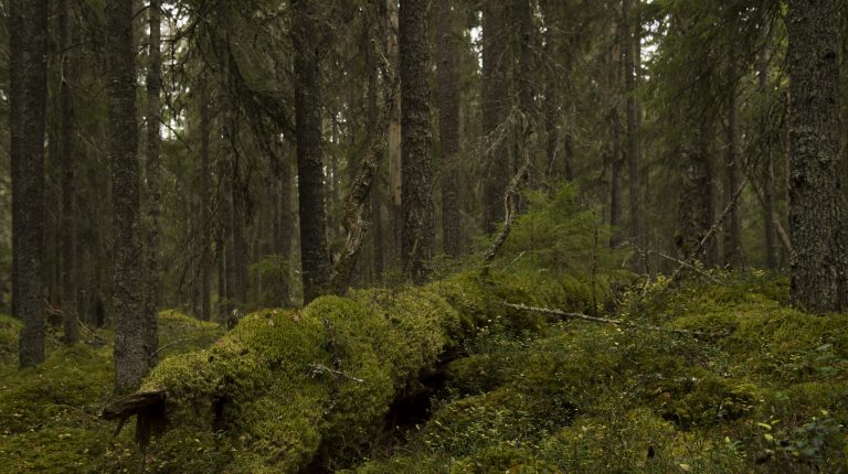 gammel skog