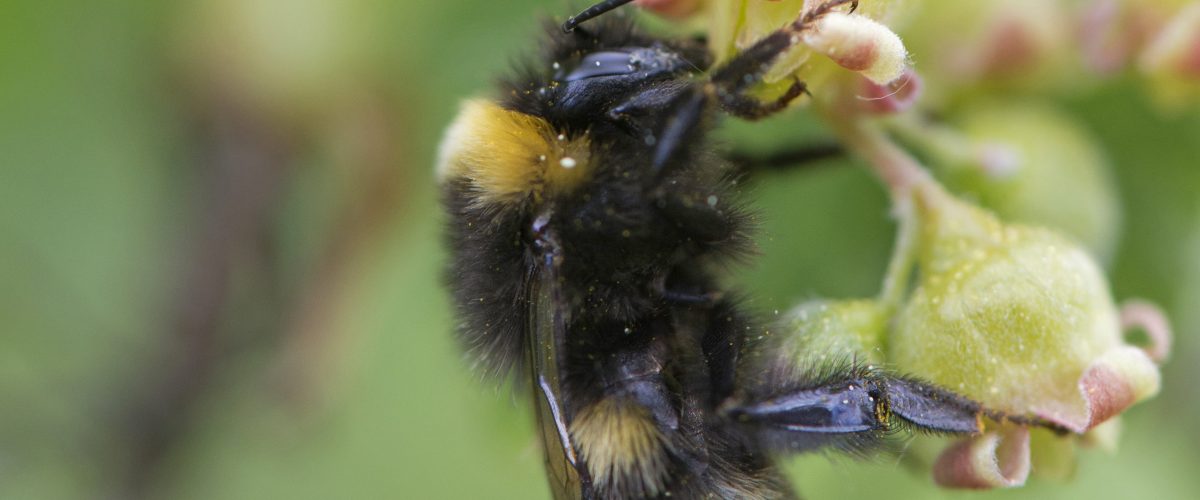 Mange av våre humler er helt avhengige av kulturlandskapet, og de trues av dårlig landbrukspolitikk, ikke av rovdyr. Foto: Jan Erik Røer