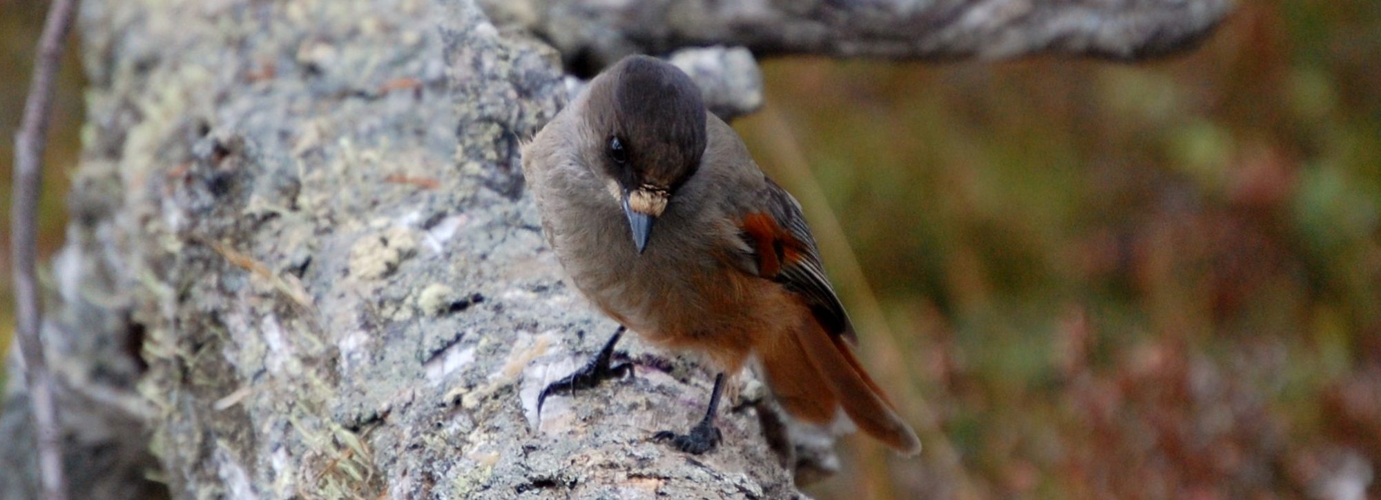 Lavskrike i gammelskogen. Fotograf: Hallvard Volden, Scanstockphoto