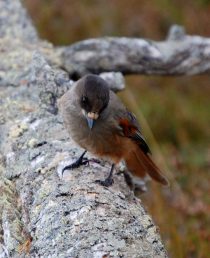 Lavskrike i gammelskogen. Fotograf: Hallvard Volden, Scanstockphoto