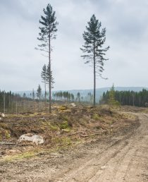 Skogbilvei gjennom hogstfelt med bare ett og annet gjenstående tre.