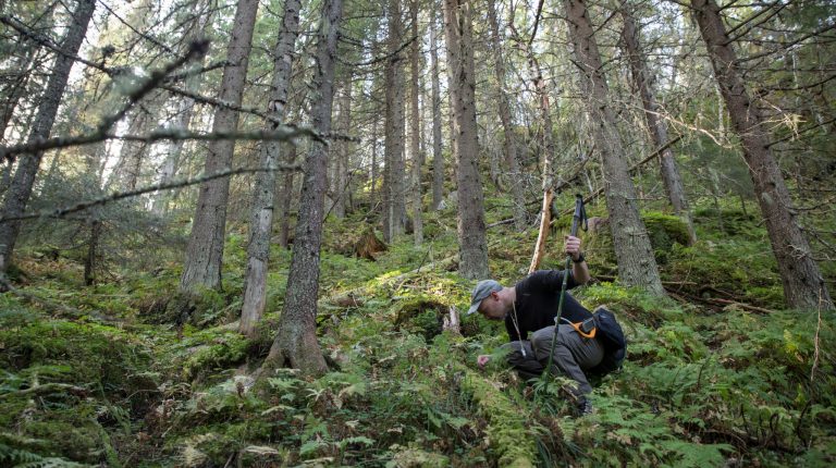 artsjakt natur finner kjukke