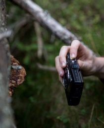 gammel skog, arter, biologisk mangfold, natur