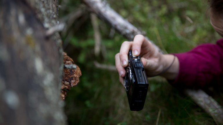 gammel skog, arter, biologisk mangfold, natur