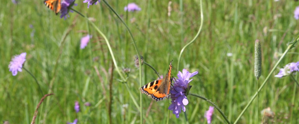 Sommerfugler trives i miljøvennlige hager med mange blomster