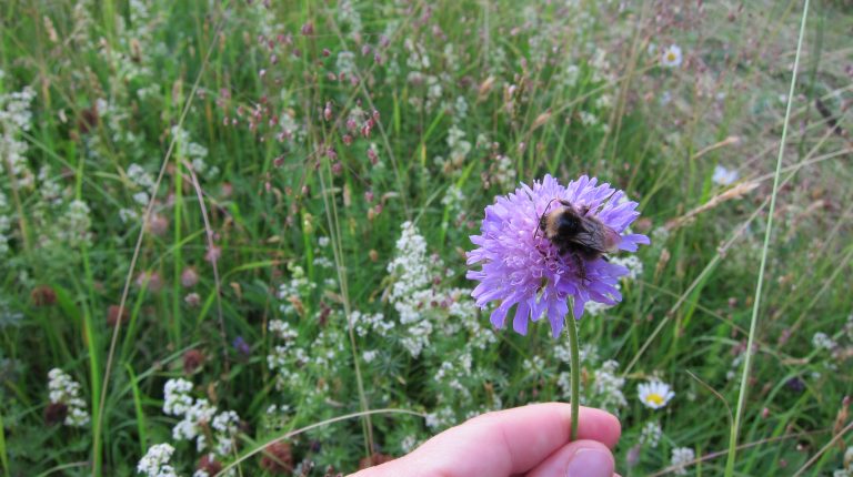 blomster, bier, biologisk mangfold