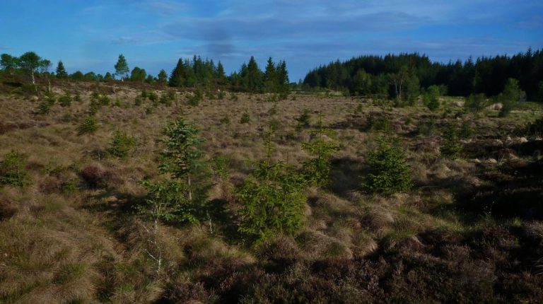 Sitkagran kan spre seg ut fra områdene der den har blitt planta, og er en stor trussel mot norsk natur