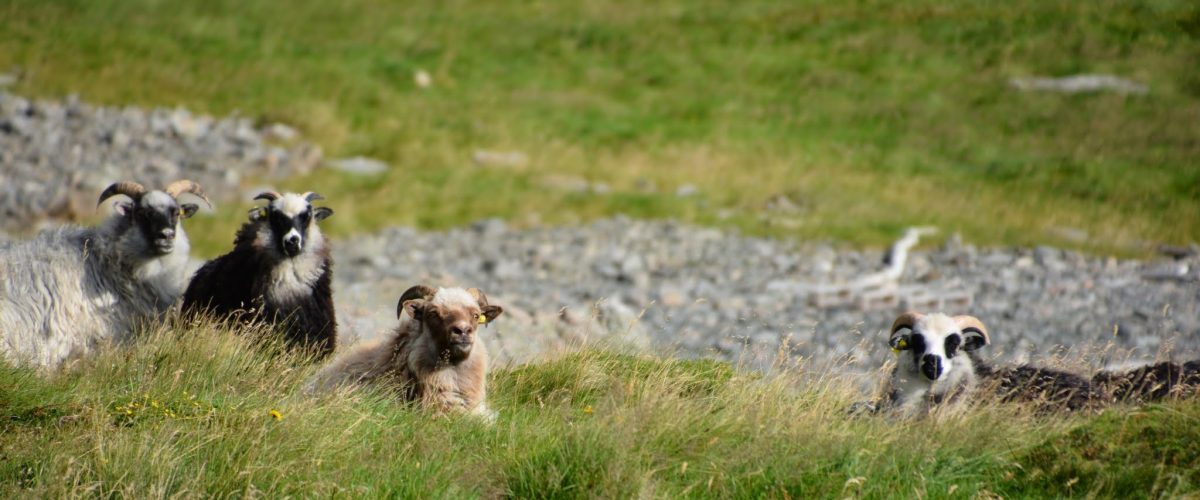 FOTO: Ragna Kronstad