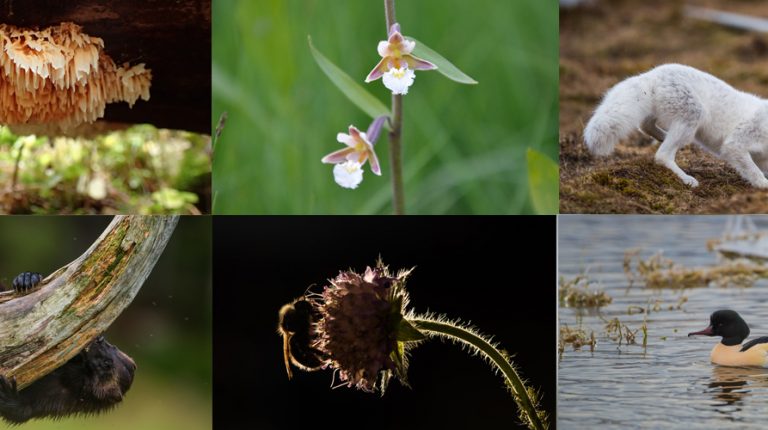 Sammenstilte bilder av flere dyre- og plantearter.