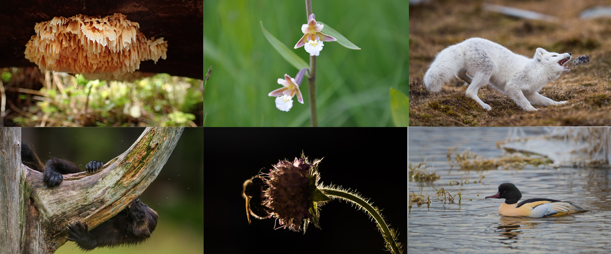 Sammenstilte bilder av flere dyre- og plantearter.