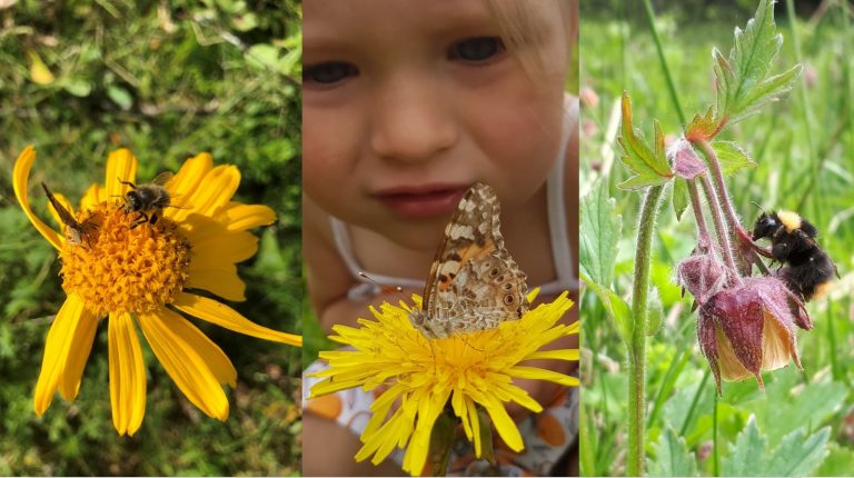 Tre bilder satt sammen; gule blomster, barn og bie.