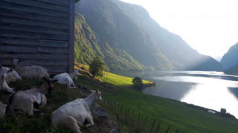 Geiter kviler på beite i fjordlandskap.