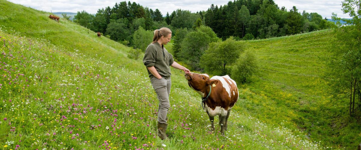 Bildet viser en kvinnelig bonde som hilser på en ku. Vinnerbilde i fotokonkurranse om naturbeiteeng, tatt av Sverre Solberg.