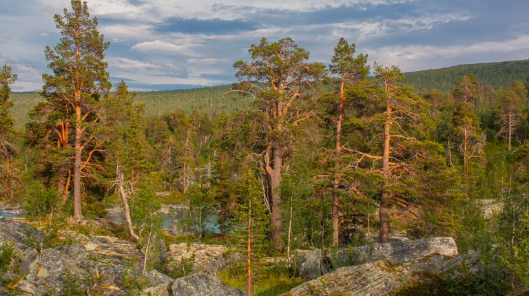 Trollfuru nær vannskillet