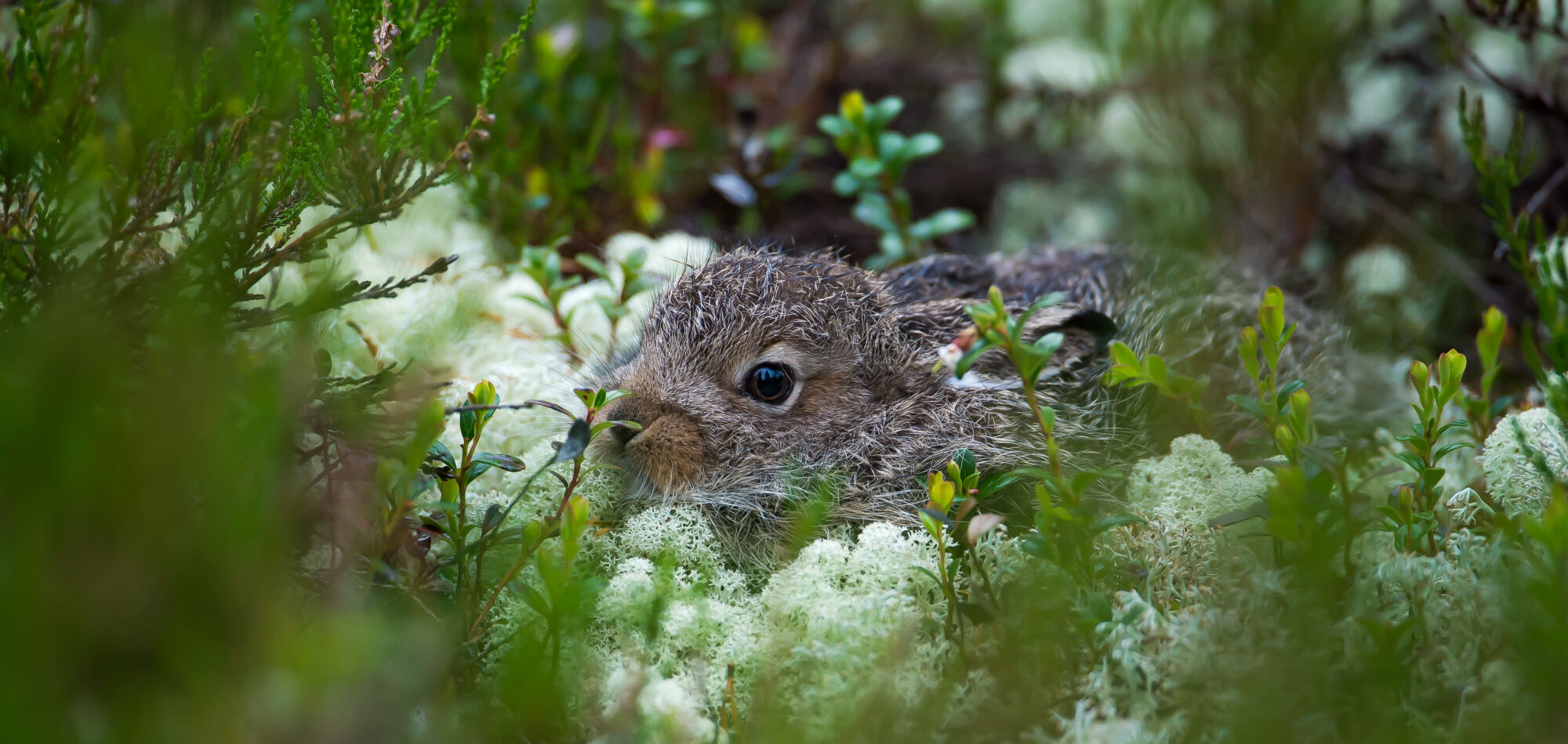 Hareunge i mose. Foto: Roger Brendhagen.