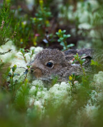 Hareunge i mose. Foto: Roger Brendhagen.