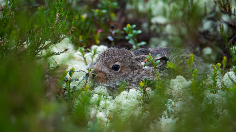 Hareunge i mose. Foto: Roger Brendhagen.