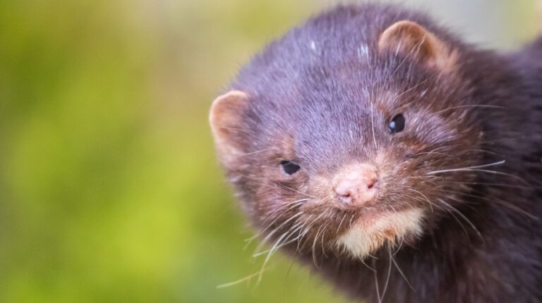 Amerikansk mink, Stephan Morris/Shutterstock