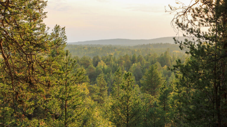 Bilde av furuskog i Øvre Pasvik nasjonalpark.