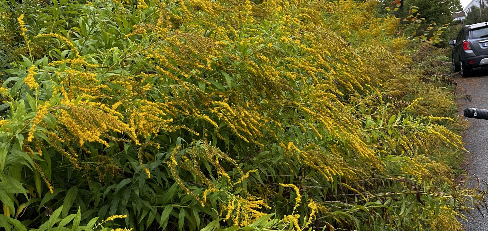 Fremmede arter kanadagullris