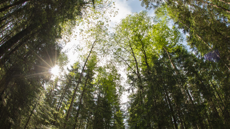 trekroner mot himmel