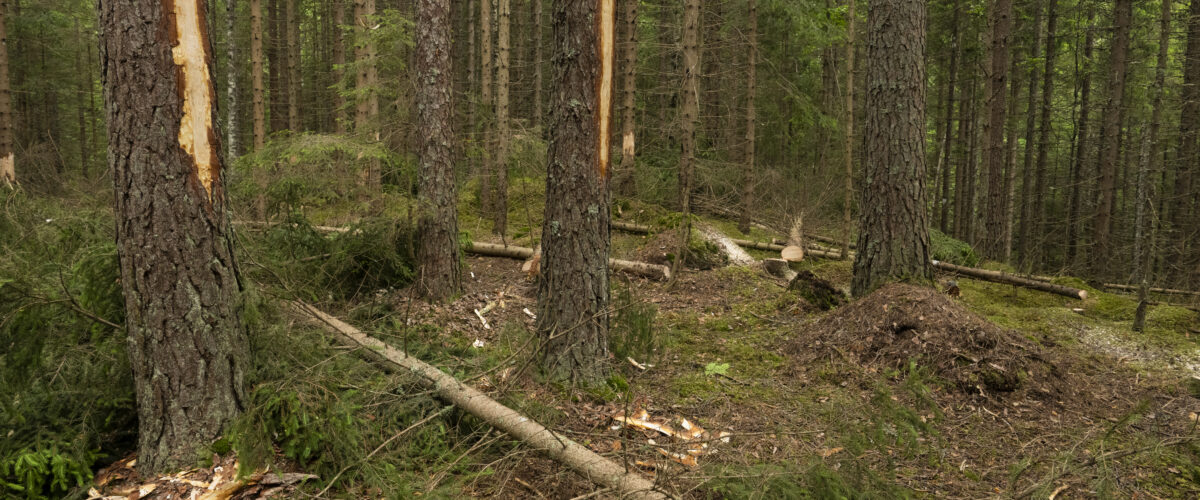 rotete skog