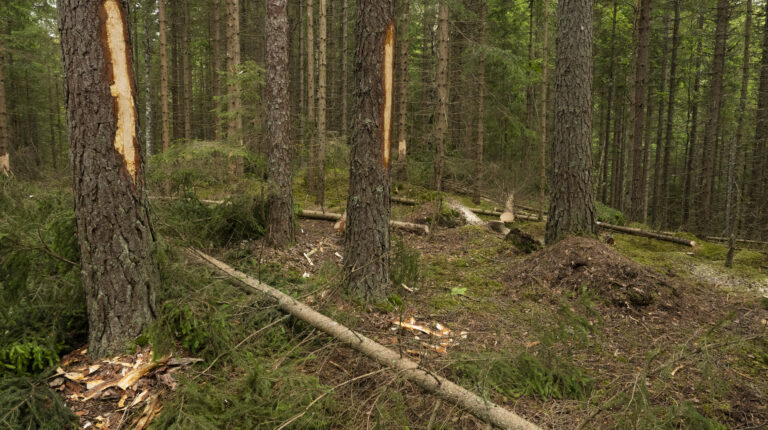 rotete skog