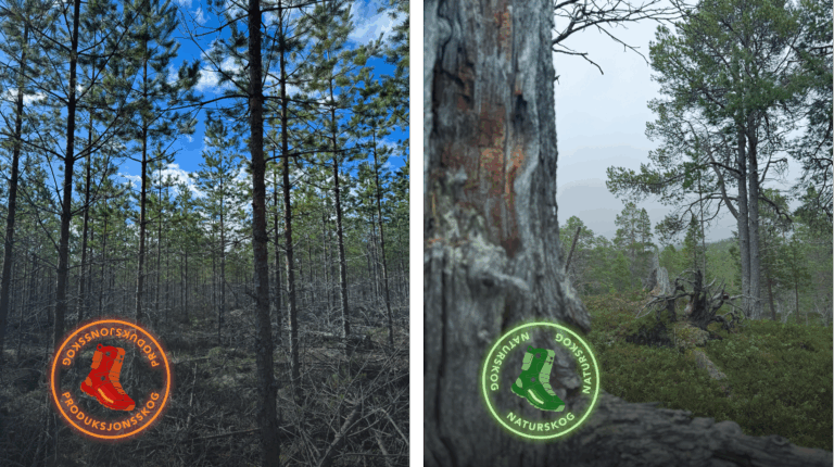 Bilde av en ung og tett produksjonsskog av furu til venstre og en gammel og åpen naturskog med furu til høyre.